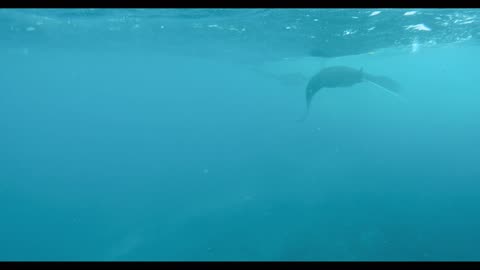 Stingray Fish Flying in the blue water part 3