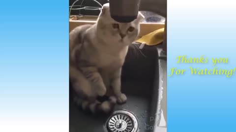 Cute Cats and Funny Dogs Videos Compilation 2021