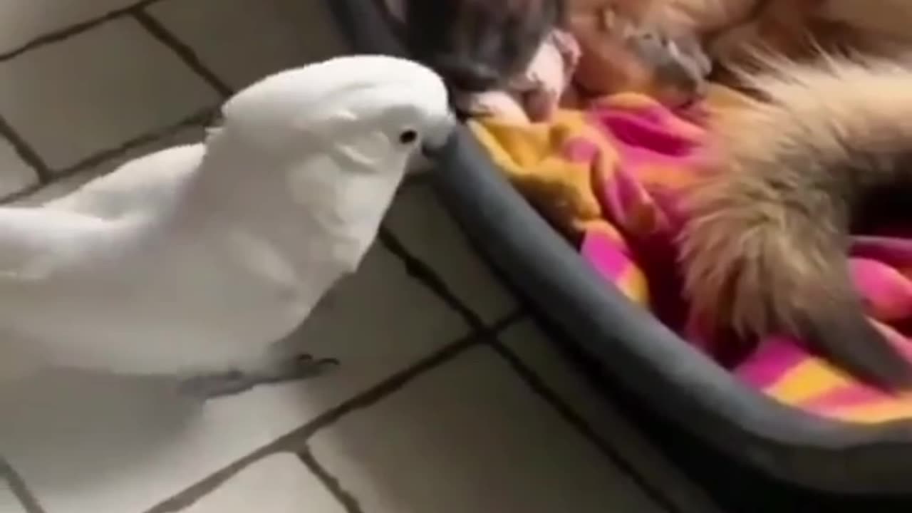 Talk parrot spoken like dog