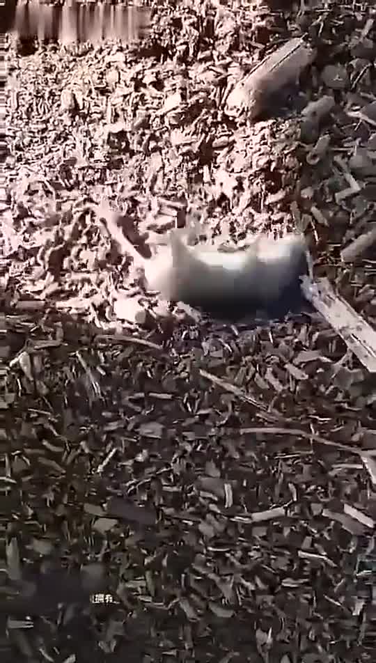 The mouse is dizzy. "right place but wrong time".