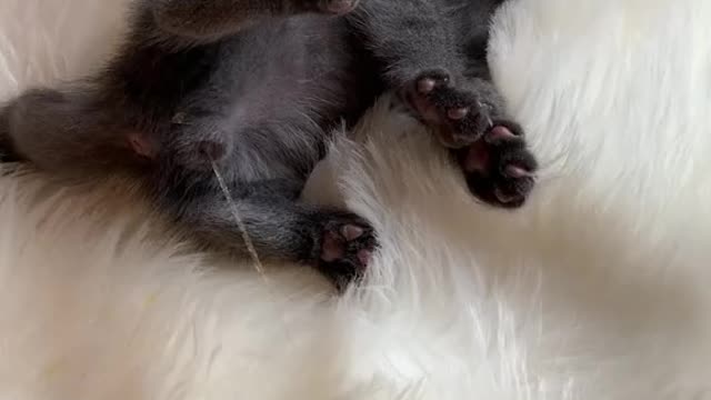 Little impudent cat