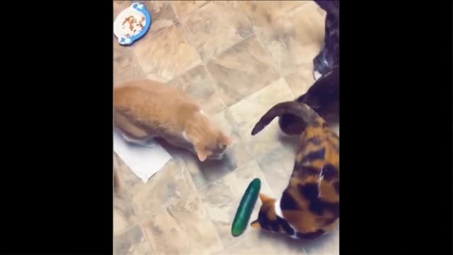 Funny animal videos