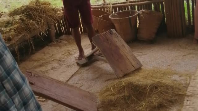 Rice Farming Thailand cambodia