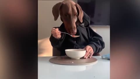 0:00 / 0:10 Dogs with human hands || funny dogs compliation