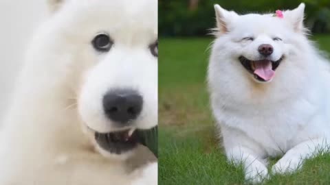 Comical look