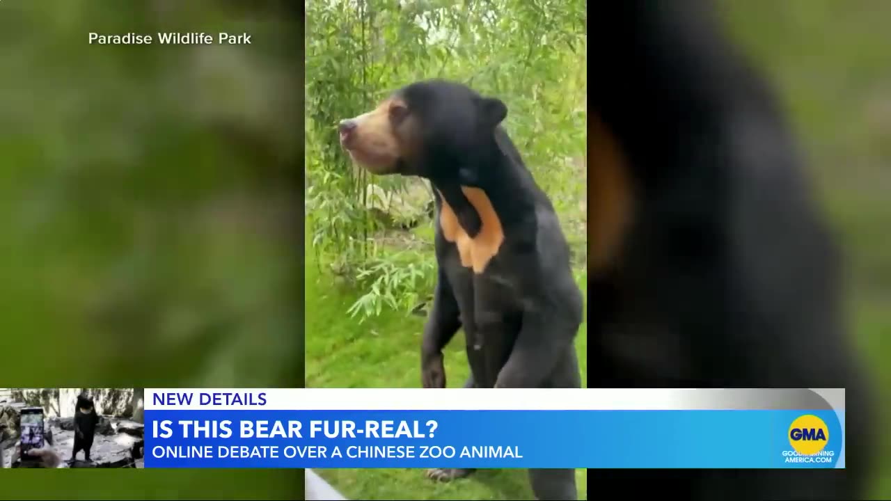 Chinese zoo sees skyrocketing attendance after video of sun bear goes viral l GMA