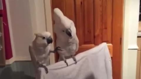 I love to laugh! This bird can’t get his buddy to jive with him.