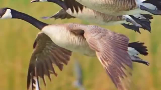 A group of geese