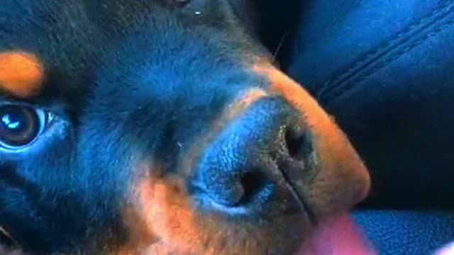 cute rottweiler with his tongue hanging out