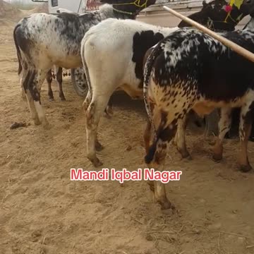 ساہیوال نسل کے بیل 🐂 اقبالنگر منڈی میں