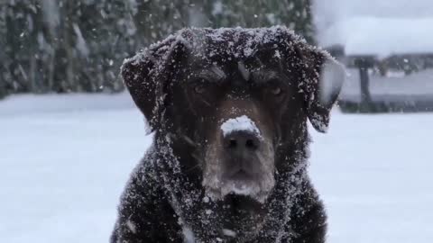 See What Happens To The Dog In The Cold?