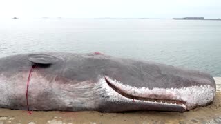 Beached whale art installation appears during COP29