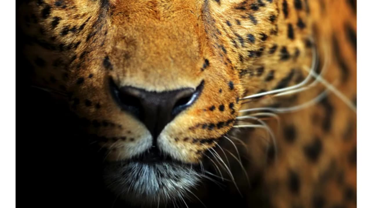Amazing wildlife photos you need to see