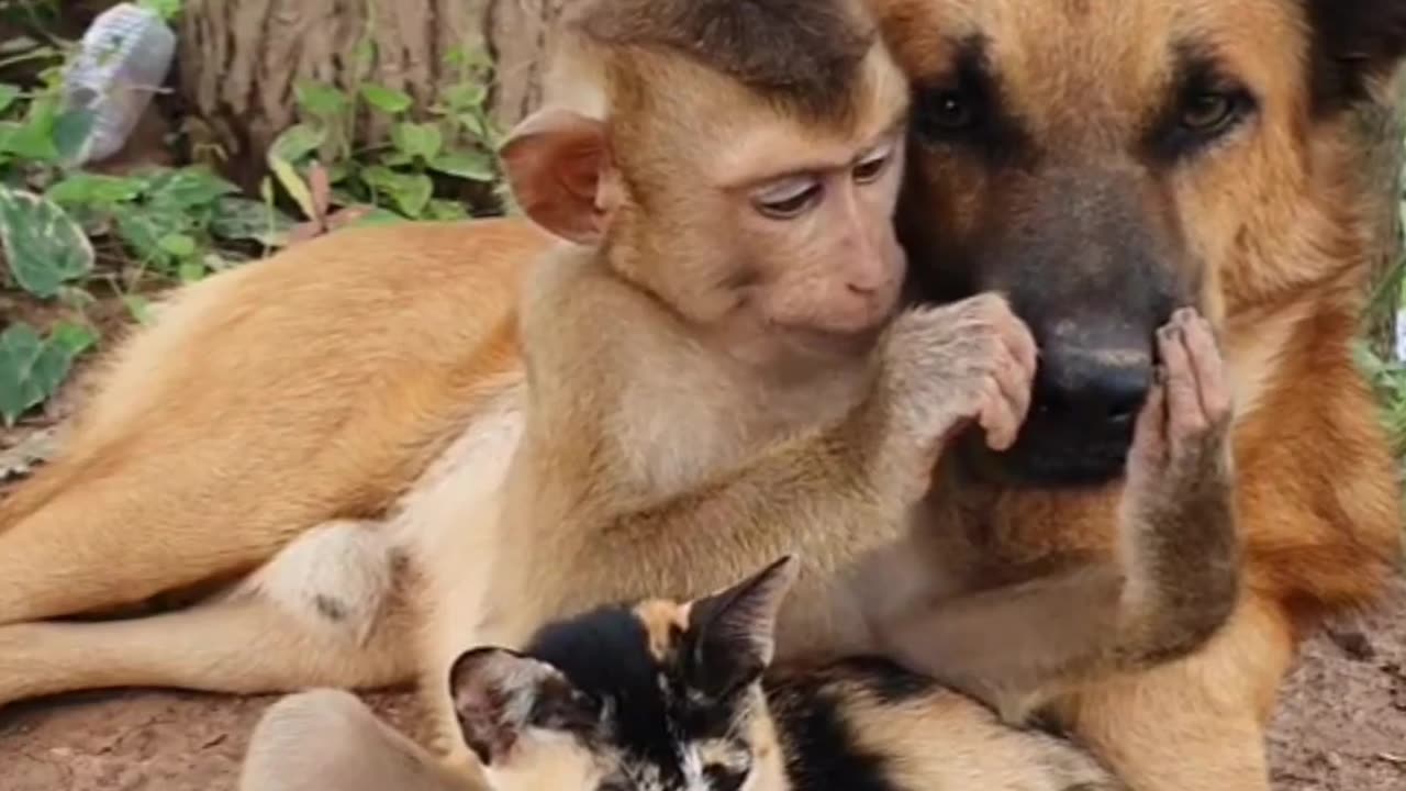 Friendship of dog monkey and cat