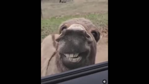 Best Funny Animals Video