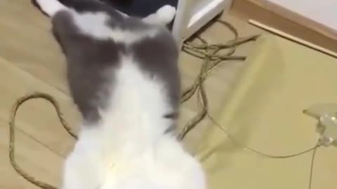 Nice cat