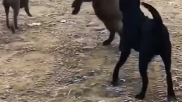 Dog 😉😉🐕funny dogs moment