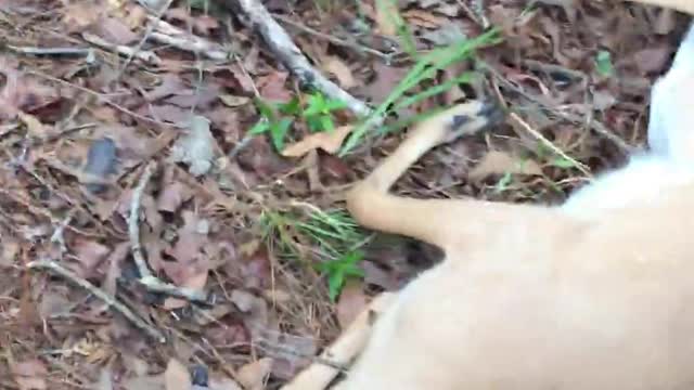 Baby Deer Knocked Himself Out Running into Tree