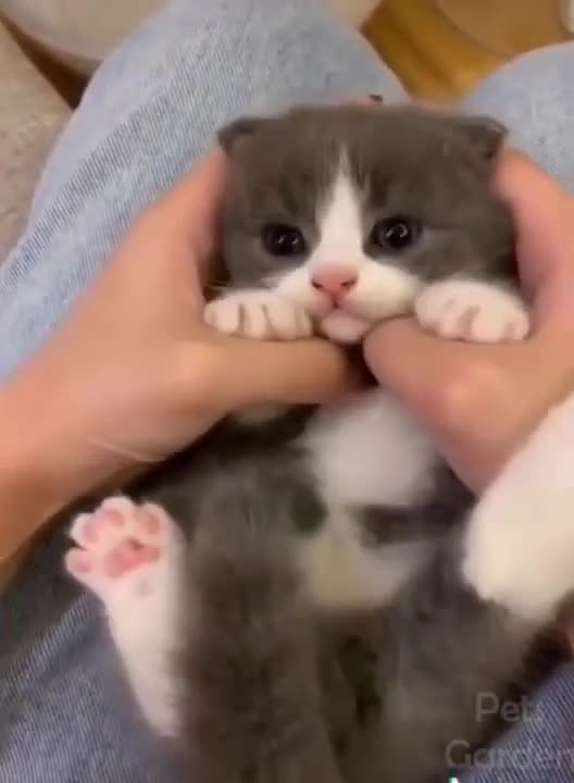 cute little cat baby makes you laugh!