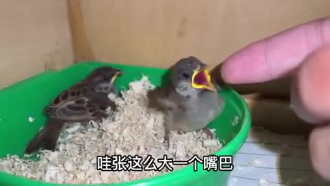 little sparrow