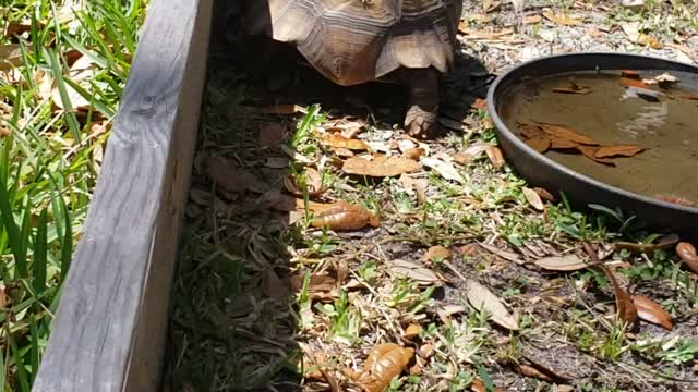 Stoney the tortoise came to say hi today!!