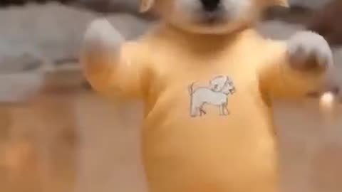 Funny Dog dancing 🤣