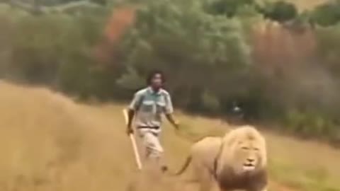 Lion