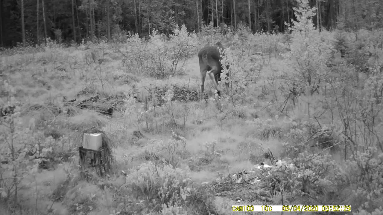 Wild Elk in the forest|Moose night walk in a clearing| Wildlife