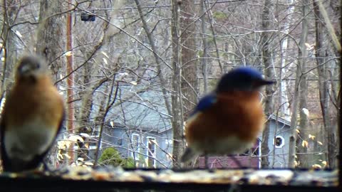 Blue Birds