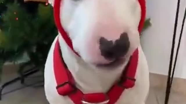 Baby Dogs 🐶 Cute and Funny Dog Videos Puppy Dogs Compilation