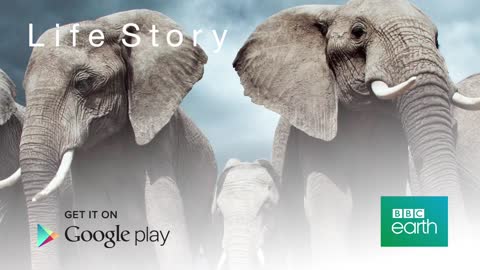 Life and Death with David Attenborough | Life Story | BBC