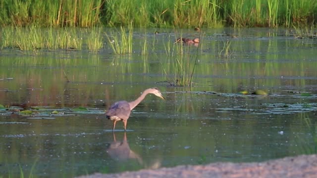 Great Blue Heron