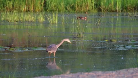 Great Blue Heron