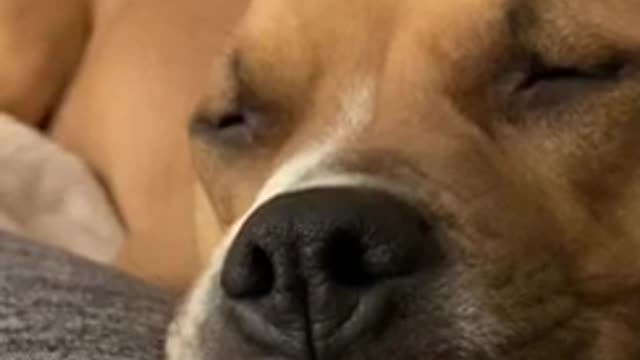 Dreaming Dog Is A Scary Sleeper