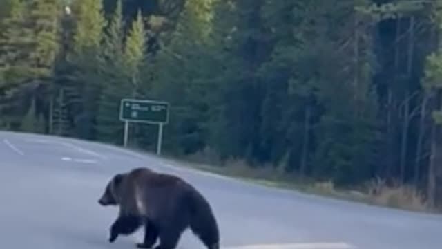 A grizzly bear strolls casually through a local Canadian neighborhood