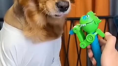 Dogs funny video