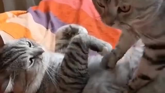 # funny Comedy video #can't stop laughing// 🤣🤣🤣😜😜#
