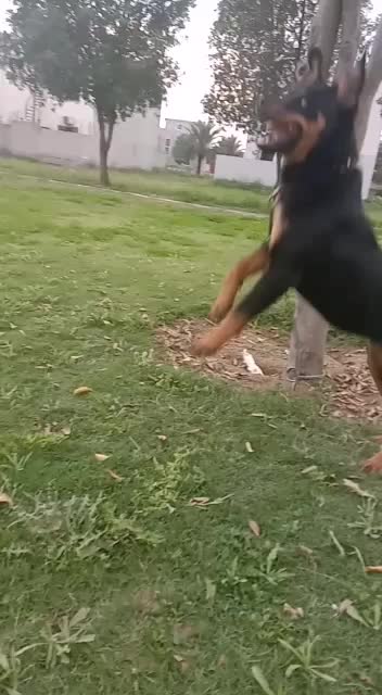 8 Moths American Rottweiler