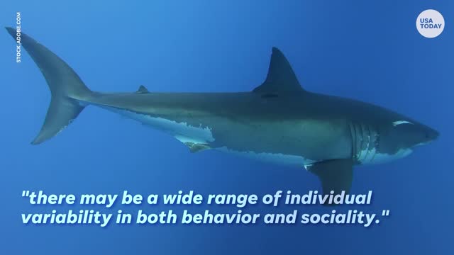 Shark friendships: Study observes great whites as hunting buddies | USA TODAY