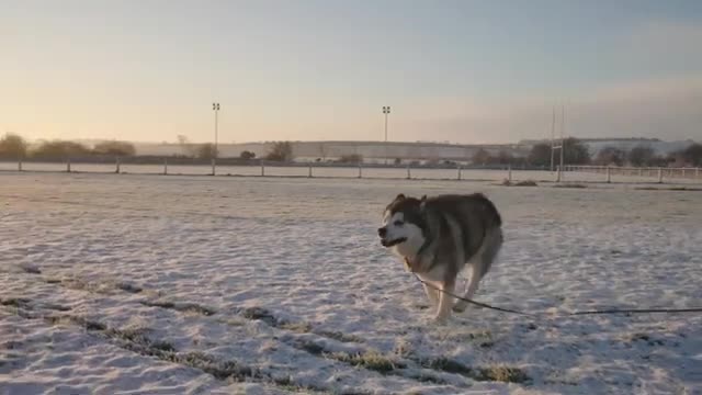 Alaskan Malamute