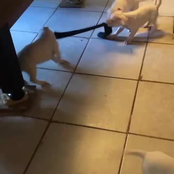 ALBINO PITBULL PUPPIES PLAYING