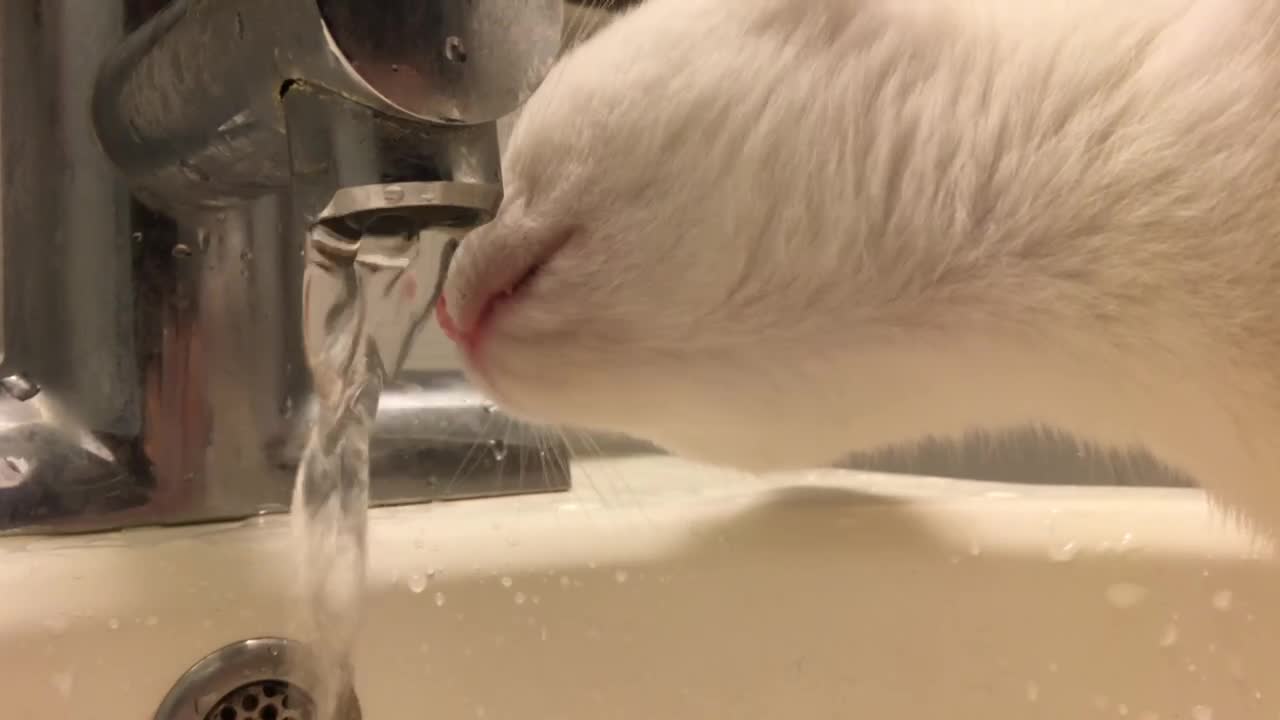 Cat drinking running water in the sink