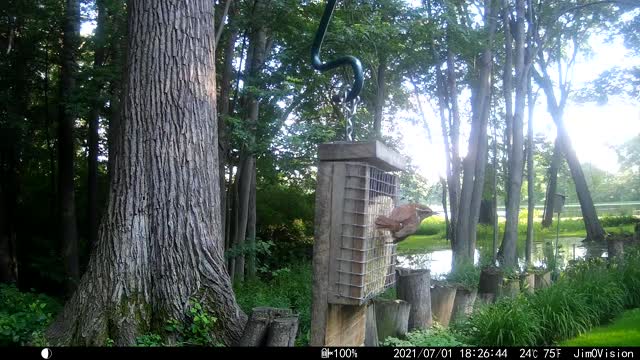 Hickory Creek - Northern Mockingbird ???