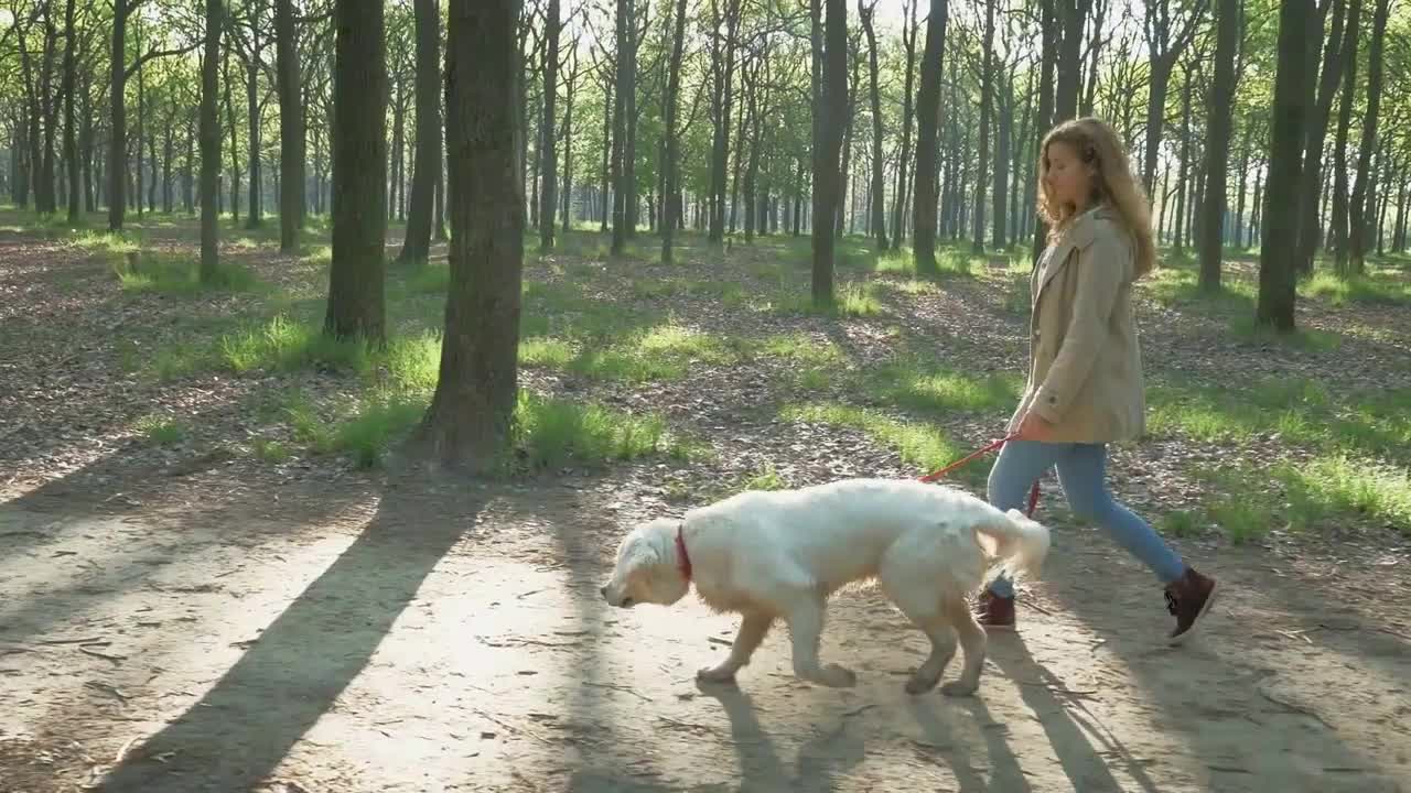 Girl walking dog at the morning in sunny park