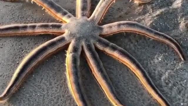 Alien spider