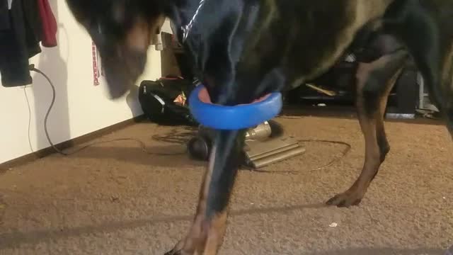 Deaf owner pulls funny prank on doberman