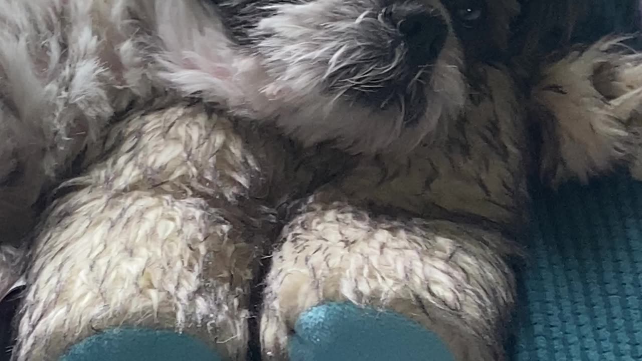 Sleepy shihzilla