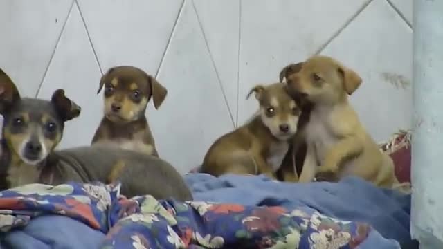 Filhotes indo dormir