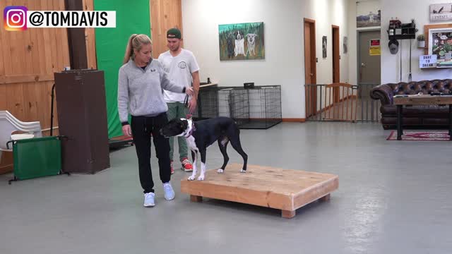 How to train your dog the basic fundamentals