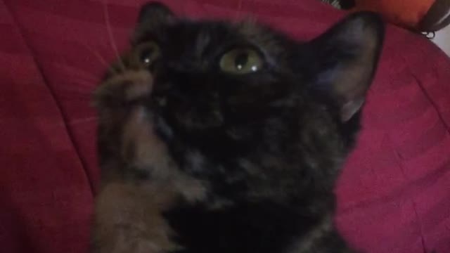 Guy grabs a black cats face on a red couch